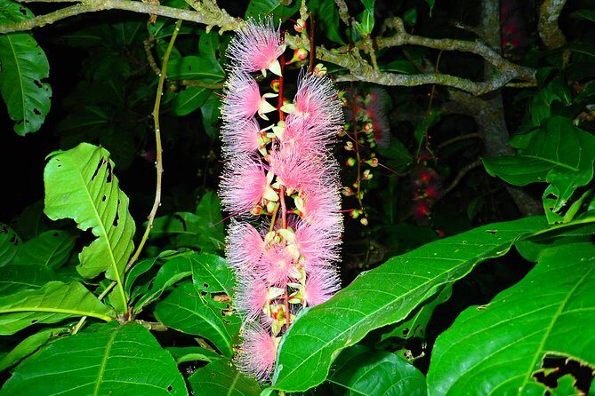 Night Tour in Iriomote: Watch the One-Night Flower “Sagari-bana” - Who this tour suits (and who should skip it)