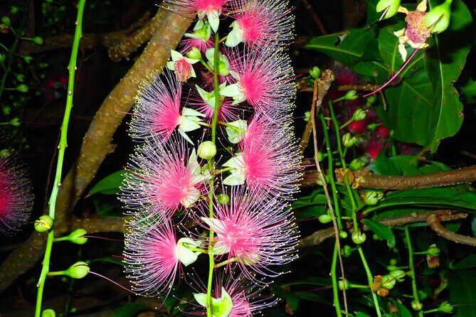 Night Tour in Iriomote: Watch the One-Night Flower “Sagari-bana” - Practical tips that make the night tour actually comfortable