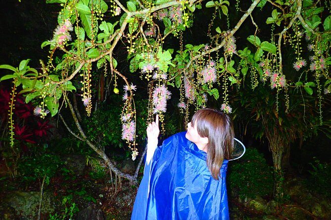 Night Tour in Iriomote: Watch the One-Night Flower “Sagari-bana” - Meeting at Densa Terminal and how pickup really works