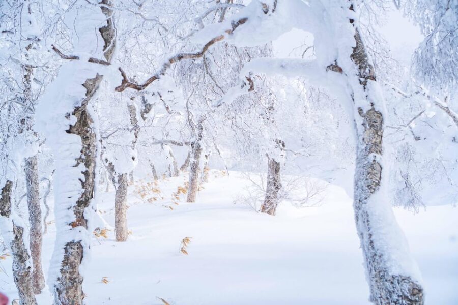 Noboribetsu: Orofure Pass Snowshoeing Tour - Weather, Safety, and When the Tour Changes