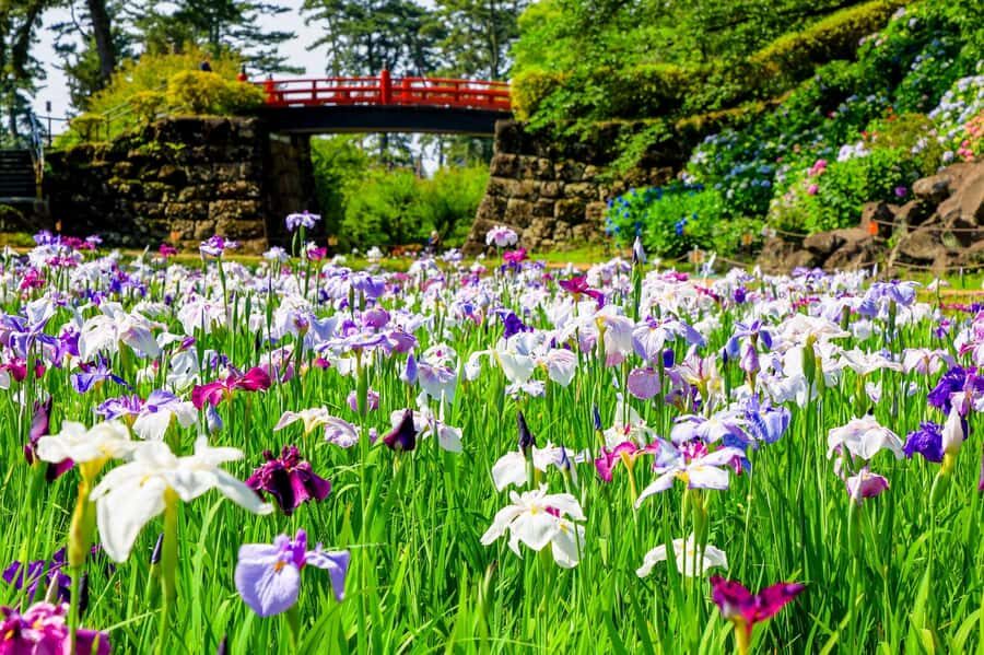 Odawara: Guided Ninja & Samurai Tour of Odawara Castle - Key highlights worth showing up for