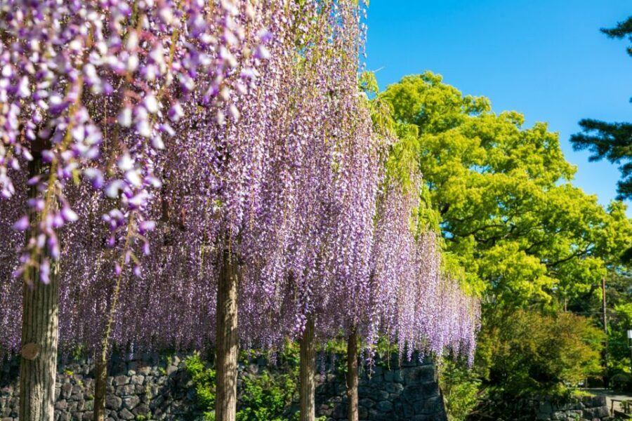 Odawara: Odawara Castle Tenshukaku Entrance Ticket - Key things you’ll notice before you go