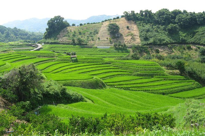 Okayama Half-Day Private Trip with Government-Licensed Guide - Korakuen Garden: top-tier scenery without the whole-day commitment