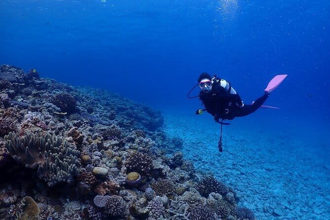 Okinawa: Boat Fun Diving at Minna, Sesoko or Motobu - Key Points You’ll Care About