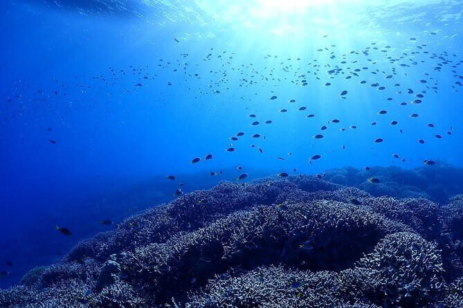 Okinawa: Boat Fun Diving at Minna, Sesoko or Motobu - Where This Motobu Scuba Boat Ride Fits Best