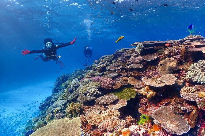 Okinawa: Boat Fun Diving at Minna, Sesoko or Motobu - Returning to the Pier: Shower, Change, and Your Photo/Video Data