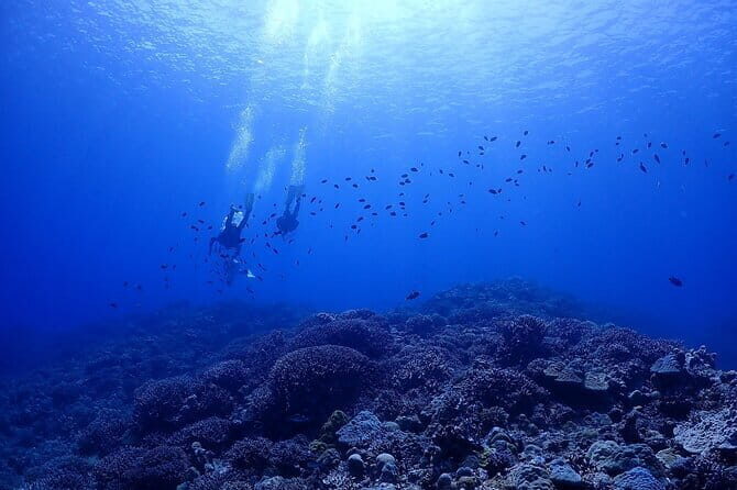 Okinawa: Boat Fun Diving at Minna, Sesoko or Motobu - Meeting at Yamagawa Port: Starting the Day Smoothly