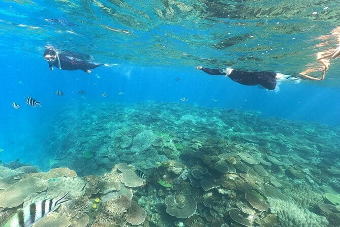 Okinawa: Boat Snorkeling 2 Rounds at Minna, Sesoko or Motobu - Minna Island and Sesoko waters: what you’re likely to see