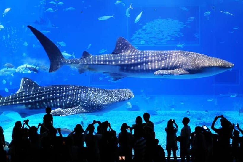 Okinawa: Churaumi Aquarium, Ryukyu Village & Manza Bus Tour - Key highlights to zero in on