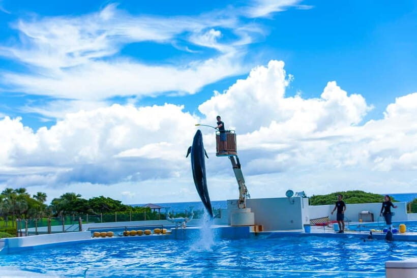 Okinawa Churaumi or Tropical, Kouri American Village BusTour - Key Points You’ll Care About