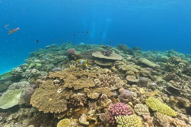 Okinawa: Discover SCUBA Diving 2 Dives at Minna, Sesoko or Motobu - The Training Style: “VIP Care” for First-Timers