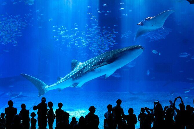 Okinawa HIP-HOP BUS B - 1 Course Tour (Okinawa Churaumi Aquarium) - Key points worth knowing before you go