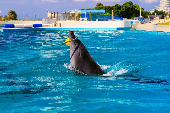 Okinawa HIP-HOP BUS B - 1 Course Tour (Okinawa Churaumi Aquarium) - Guide language: a real consideration, and your best workaround
