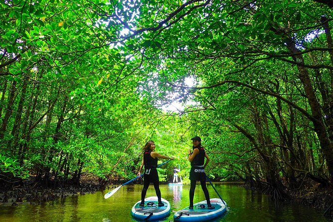 Okinawa Iriomote Mangrove SUP or Canoe Tour - The Free Waterproof Photo Data That Turns a Trip into Keepsakes