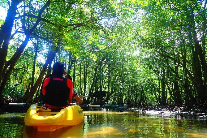 Okinawa Iriomote Mangrove SUP or Canoe Tour - Safety on a Mangrove River: Life Jackets and Clear Instructions