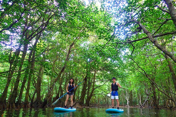 Okinawa Iriomote Mangrove SUP or Canoe Tour - SUP vs Canoe: Picking the Right Fit for Your Body and Kids
