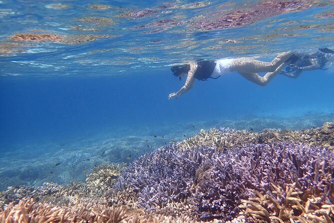 Okinawa Iriomote Snorkeling Tour at Coral Island - Why This Half-Day Snorkel Works So Well