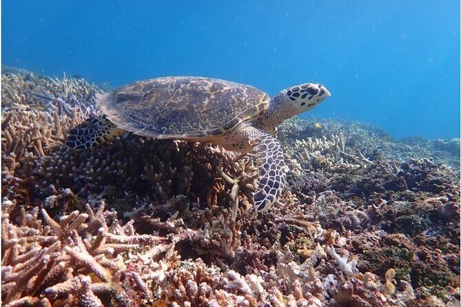 Okinawa Iriomote Snorkeling Tour at Coral Island - Price and Value: What You Really Get for $52.18