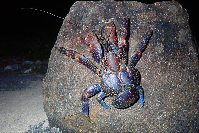 Okinawa Iriomotejima Night Adventure Tour - Key highlights worth knowing before you go