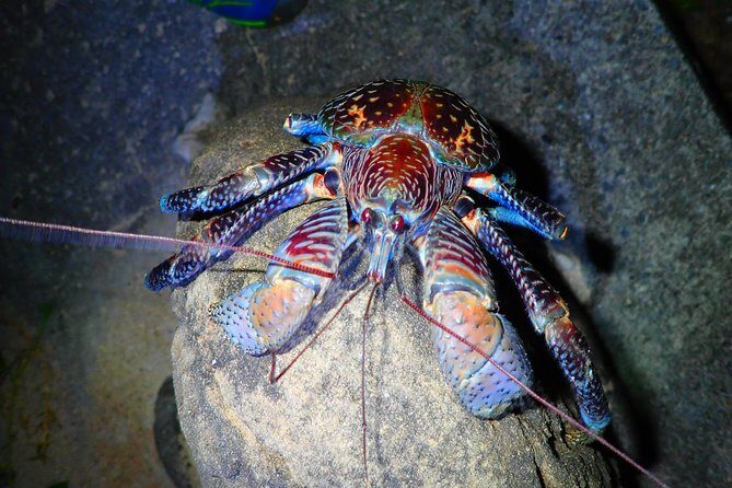Okinawa Iriomotejima Night Adventure Tour - What to wear for Iriomote at night (and what to avoid)