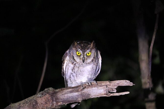 Okinawa Ishigaki Island Night Starry sky and Jungle night tour - Price and value: is $32.37 a smart night buy?