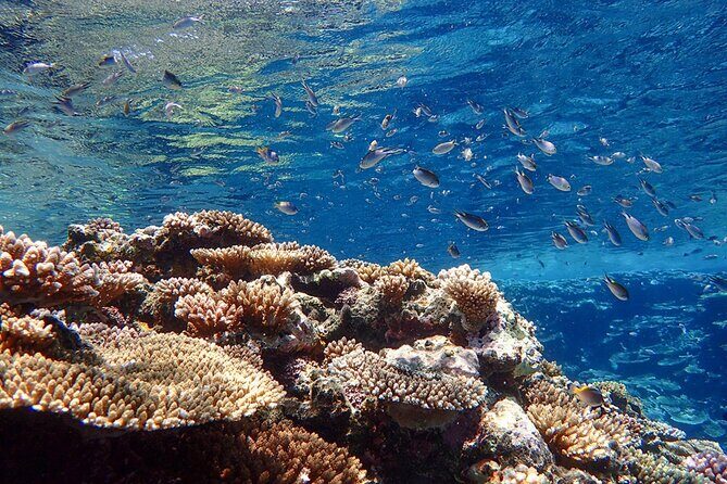 Okinawa Ishigaki Kabira Bay SUP or Canoe and Blue Cave Snorkeling - What’s included, what costs extra, and how the $89 value really works