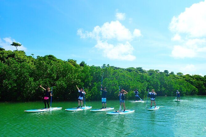 Okinawa Ishigaki Mangrove SUP or Canoe Tour - Stop 1: Miyara River Hirugi grove—how the mangroves shape your paddle
