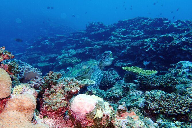 Okinawa Ishigaki Phantom Island and Blue Cave Snorkeling - Blue Cave snorkeling: what to expect from the cave and the fish