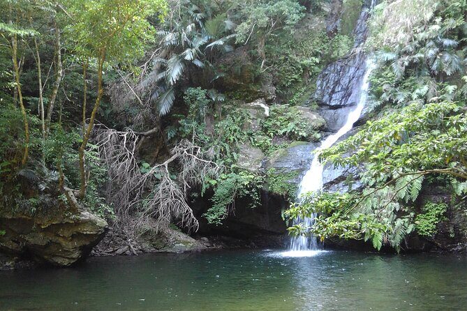 Okinawa Jungle Trails & Waterfalls – Private Yanbaru Tour - Yanbaru Jungle River Trek: What You’re Really Signing Up For