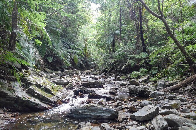 Okinawa Jungle Trails & Waterfalls – Private Yanbaru Tour - Difficulty Levels: How to Choose the Right Effort