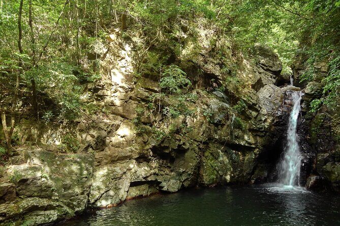 Okinawa Jungle Trails & Waterfalls – Private Yanbaru Tour - Walking the Yanbaru River: Jungle Steps, Humidity, and Wildlife Clues