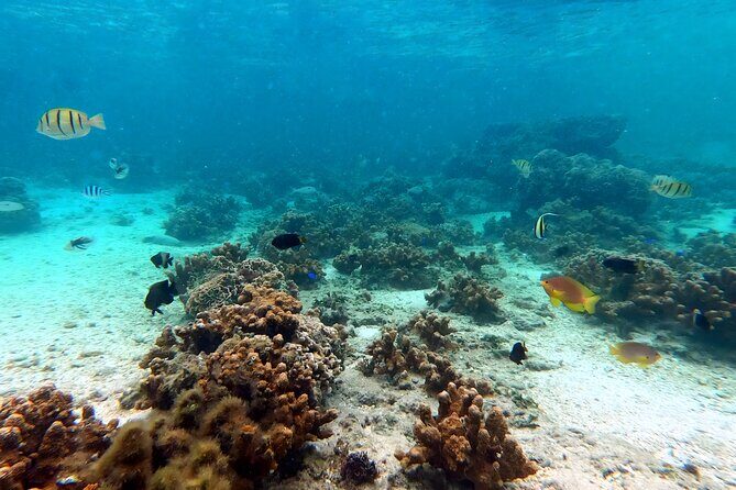 Okinawa: Kayak & Snorkel, Private Tour in Yanbaru - Stop 3: The Finish Depends on Conditions (Transport Is Arranged)