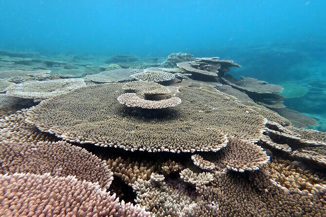 Okinawa: Kayak & Snorkel, Private Tour in Yanbaru - Price and Value: Why $137.94 Can Make Sense Here