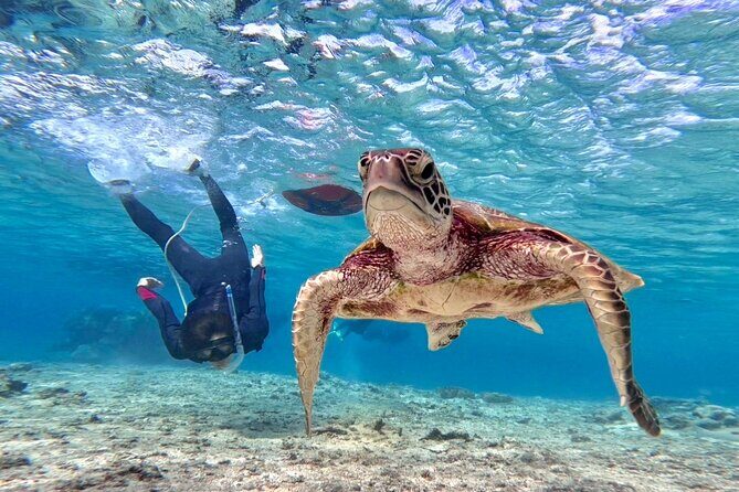 Okinawa Miyako Beach SUP or Canoe and sea turtle Snorkeling - Key highlights you’ll care about