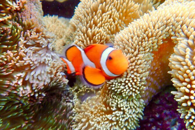 Okinawa Miyako Natural Aquarium! Tropical Snorkeling Tour - The 90-minute flow: how your time slots work