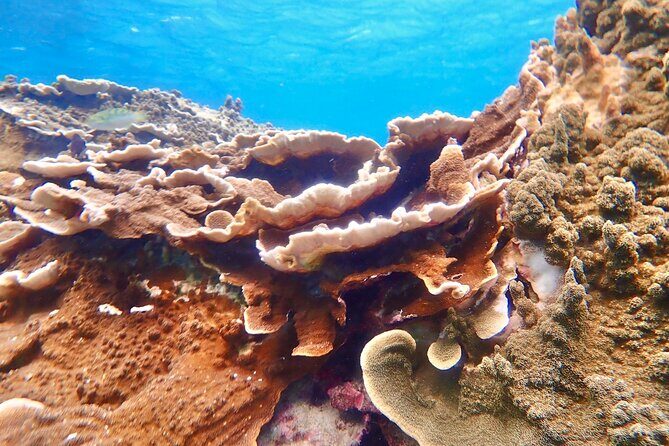 Okinawa Miyako Natural Aquarium! Tropical Snorkeling Tour - Gear rules that keep the experience fun (and safe)