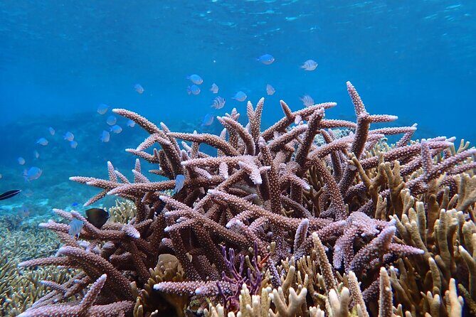 Okinawa Miyako Natural Aquarium! Tropical Snorkeling Tour - The waterproof photo data: the extra value most people remember