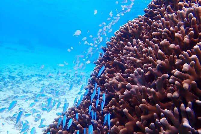 Okinawa Miyako Natural Aquarium! Tropical Snorkeling Tour - Stops and the “natural aquarium” logic: what each part is for
