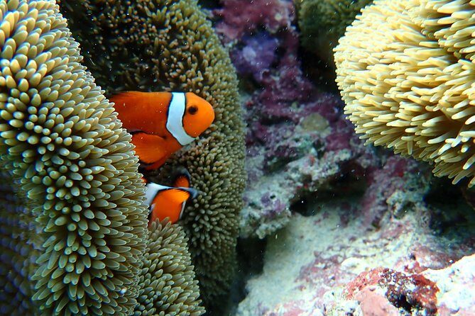 Okinawa Miyako Natural Aquarium! Tropical Snorkeling Tour - Sustainability pledge: eco-friendly snorkeling that still feels enjoyable