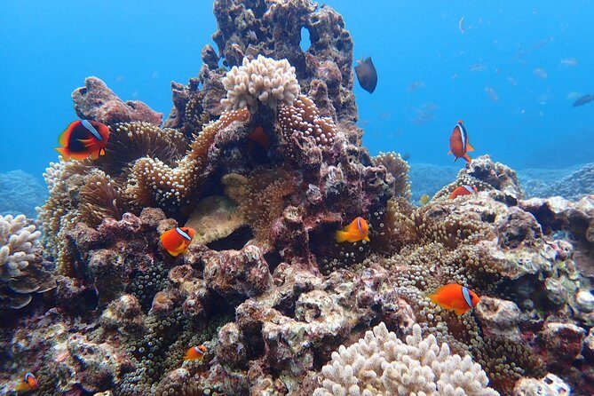 Okinawa Miyako Natural Aquarium! Tropical Snorkeling Tour - Shigira Beach meet-up and “walk to the water” reality