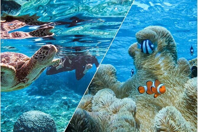 Okinawa Miyako Sea turtle Snorkeling Free Pick up and Drop off - Sea Turtles and Clownfish Snorkeling in Miyakojima’s Clear Water