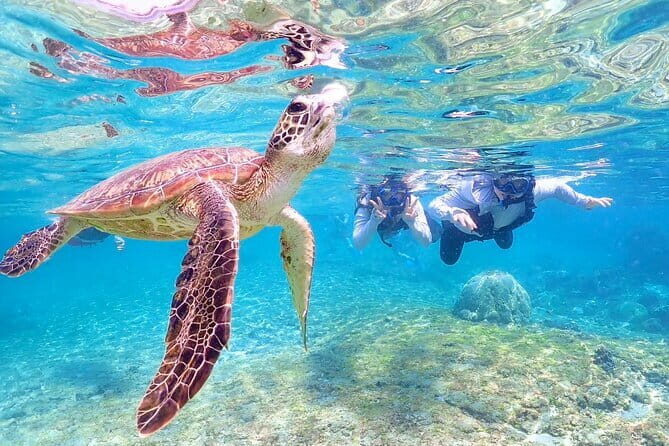 Okinawa Miyako Sea turtle Snorkeling Free Pick up and Drop off - Gear, Air-Conditioned Comfort, and a Guide Who Helps