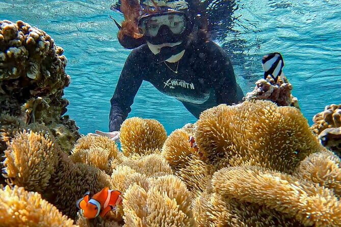 Okinawa Miyako Sea turtle Snorkeling Free Pick up and Drop off - English-Friendly Service and Real Practical Advice
