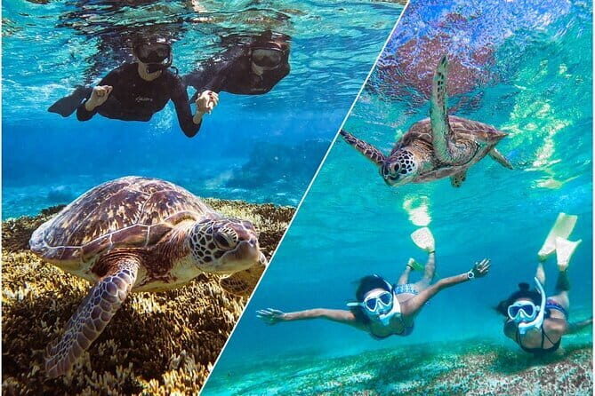 Okinawa Miyako Sea turtle Snorkeling Free Pick up and Drop off - Pickup That Saves Your Morning (and Your Parking Problem)