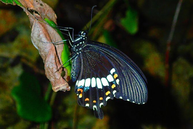 Okinawa Miyako Star Gazing & Subtropical Jungle Night Tour - Wildlife reality check: coconut crabs, night creatures, and what you should expect