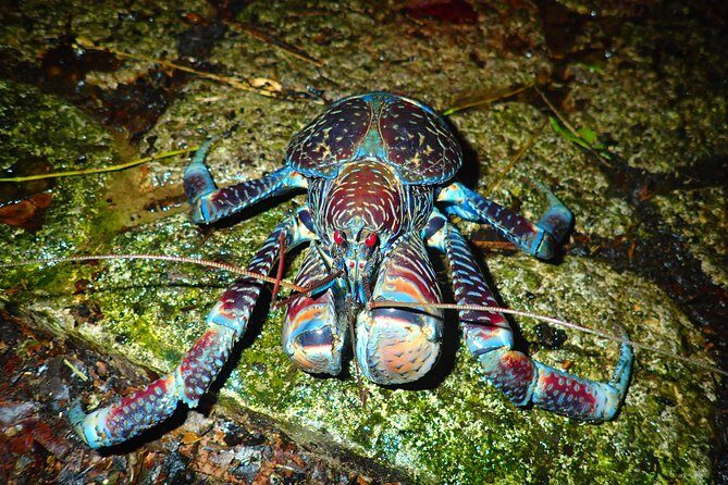 Okinawa Miyako Star Gazing & Subtropical Jungle Night Tour - Safety, weather, and how flexible the tour can be