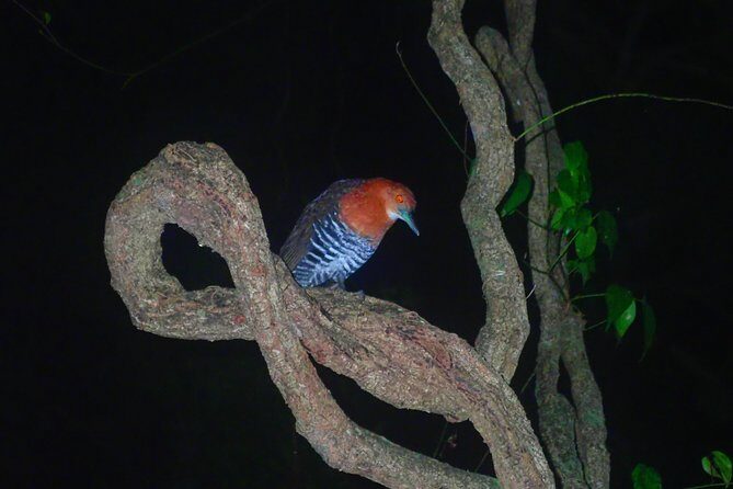 Okinawa Miyako Star Gazing & Subtropical Jungle Night Tour - Price and value: is $32.37 worth your one and a half hours?