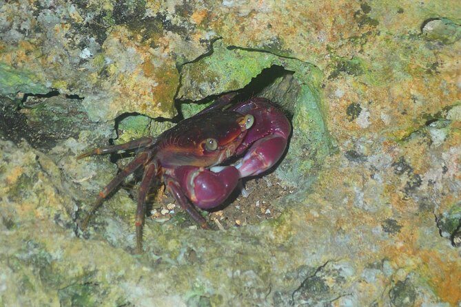 Okinawa Miyako Star Gazing & Subtropical Jungle Night Tour - Who should do this Miyakojima night tour (and who should skip it)