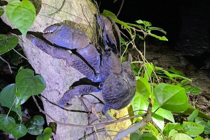 Okinawa Miyako Starry Sky Jungle Exploration Tour - Miyako’s night jungle at Tako Park is the whole point