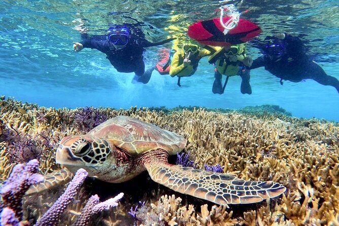 Okinawa Miyakojima 1 day Sea Turtle Snorkeling & Pumpkin Cave & Sea Kayak - Eco-friendly intent: why it matters on a tour like this